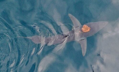 A mysterious sighting of an octopus riding on top of a short-fin mako shark in New Zealand's Hauraki Gulf.