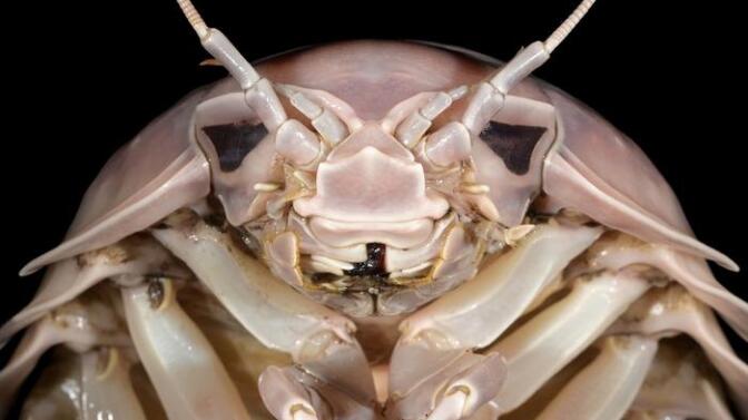 The head of a member of the newly identified species Bathynomus vaderi.