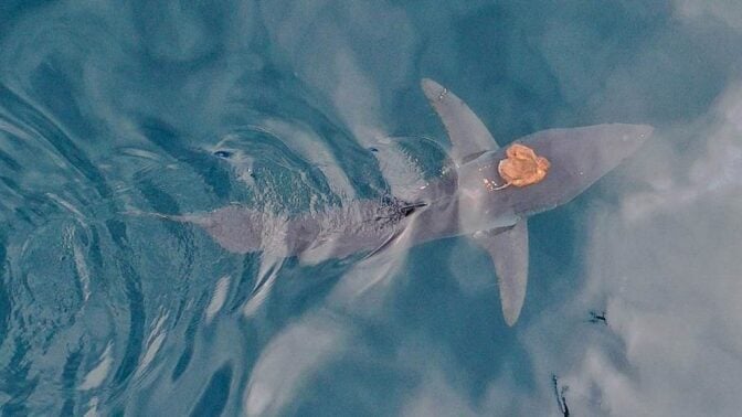 A mysterious sighting of an octopus riding on top of a short-fin mako shark in New Zealand's Hauraki Gulf.