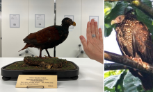 Two photographs side by side. On the left is a taxidermied tooth-billed pigeon on display. On the right is the last known photograph of a tooth-billed pigeon in the wild, taken in 2012.