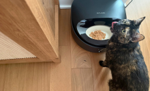 Cat eating out of automatic wet food dispenser