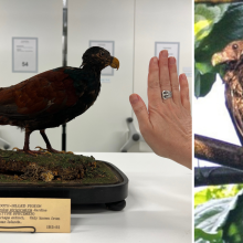 Two photographs side by side. On the left is a taxidermied tooth-billed pigeon on display. On the right is the last known photograph of a tooth-billed pigeon in the wild, taken in 2012.