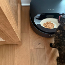 Cat eating out of automatic wet food dispenser