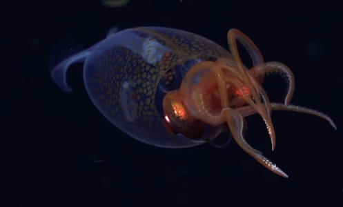 An image from the first-ever confirmed footage of a colossal squid.