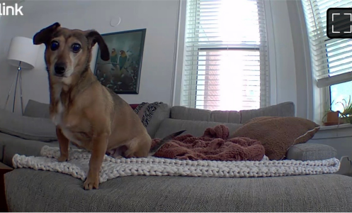 a screenshot of a dog on a couch, as seen on a blink mini security camera