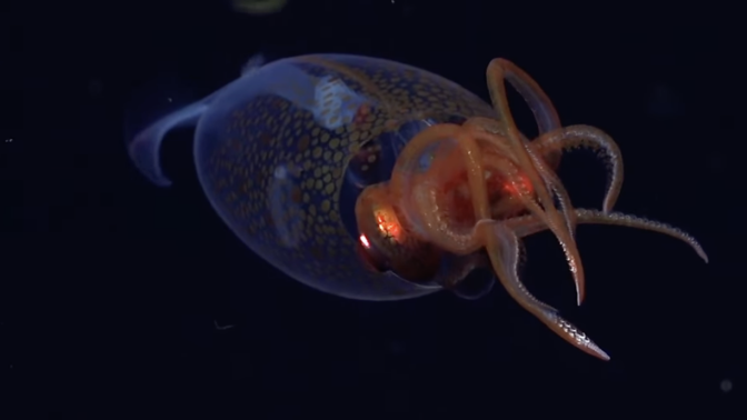 An image from the first-ever confirmed footage of a colossal squid.