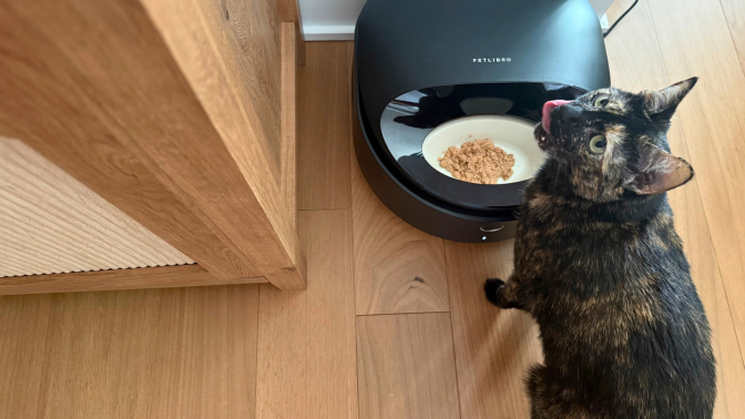Cat eating out of automatic wet food dispenser